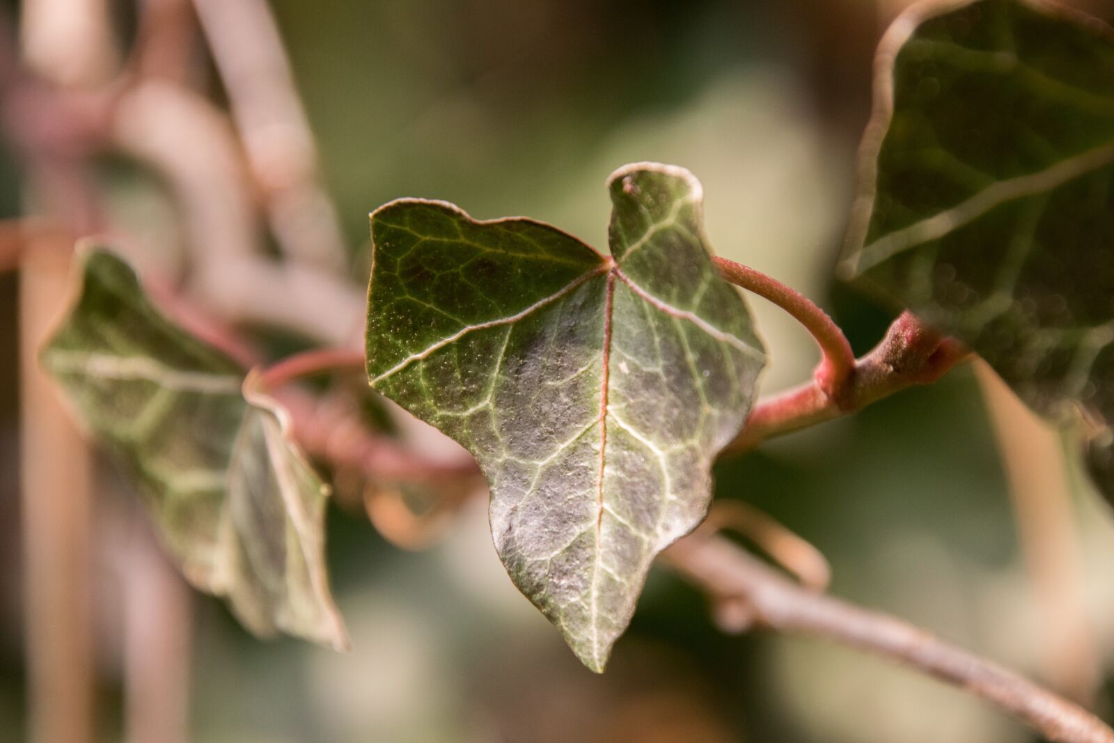 Nikon D3300 sample photo. Leaf, nature, plant photography