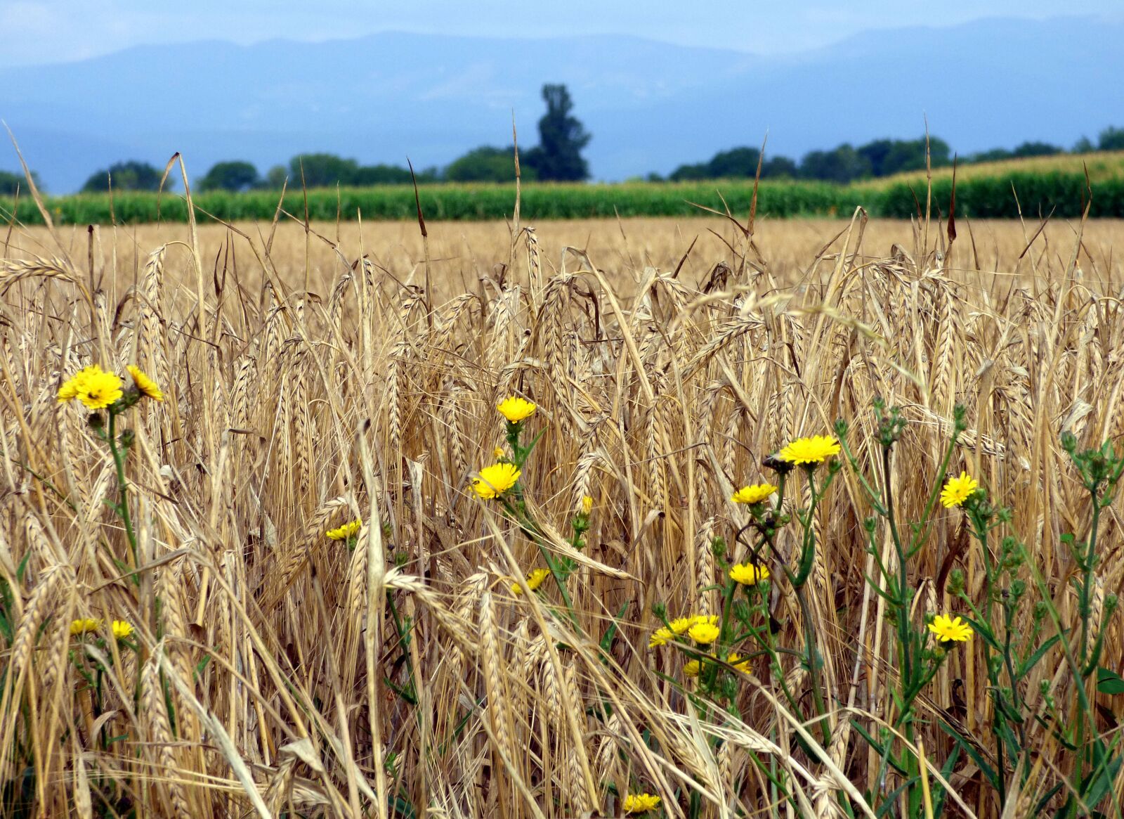 Panasonic DMC-FZ72 sample photo. Barley, agriculture, flowers photography