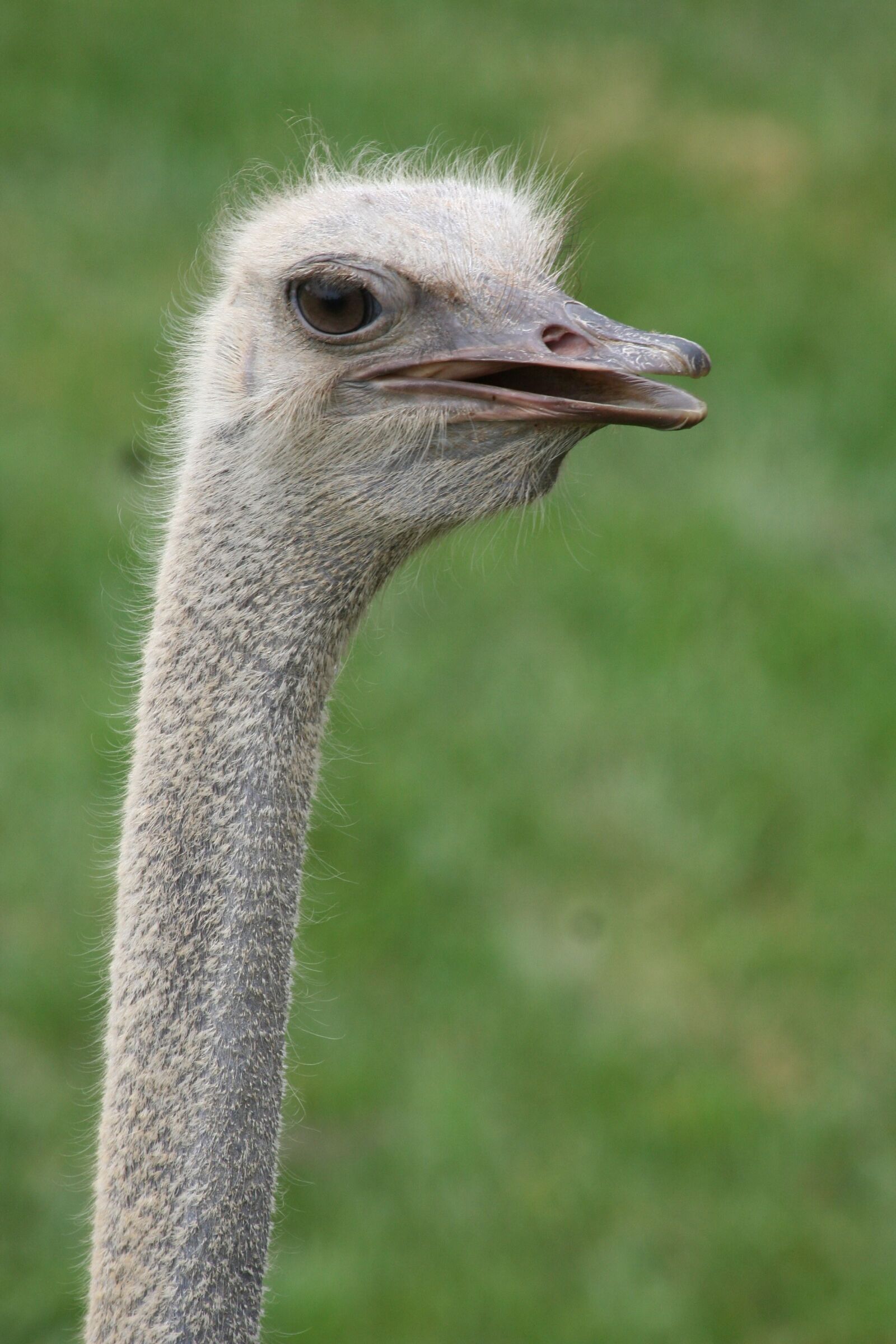 Canon EOS 350D (EOS Digital Rebel XT / EOS Kiss Digital N) sample photo. Animal, zoo, ostrich photography