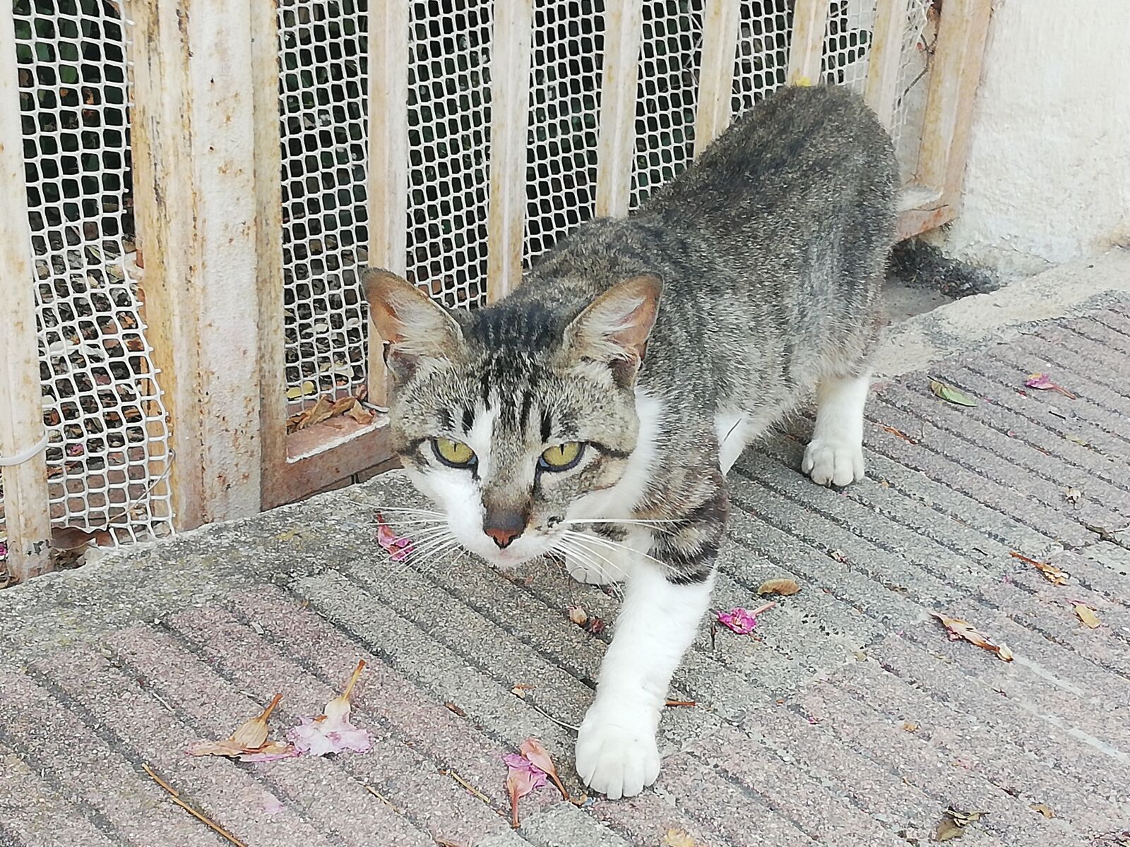 HUAWEI P20 lite sample photo. Cat, animal photography