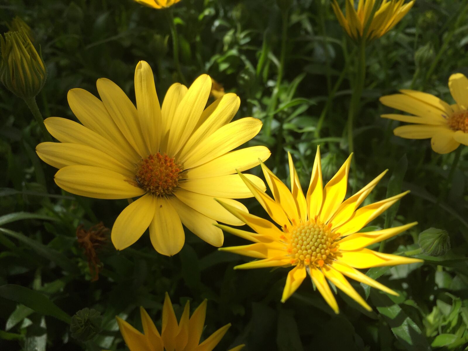 iPhone 6 back camera 4.15mm f/2.2 sample photo. Yellow, flowers, spring photography