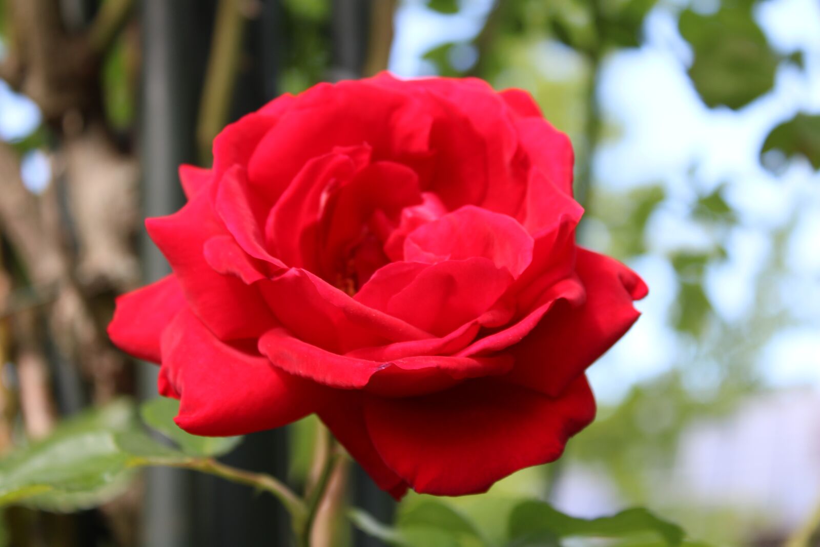 Canon EOS 2000D (EOS Rebel T7 / EOS Kiss X90 / EOS 1500D) sample photo. Red roses, rose, backlighting photography