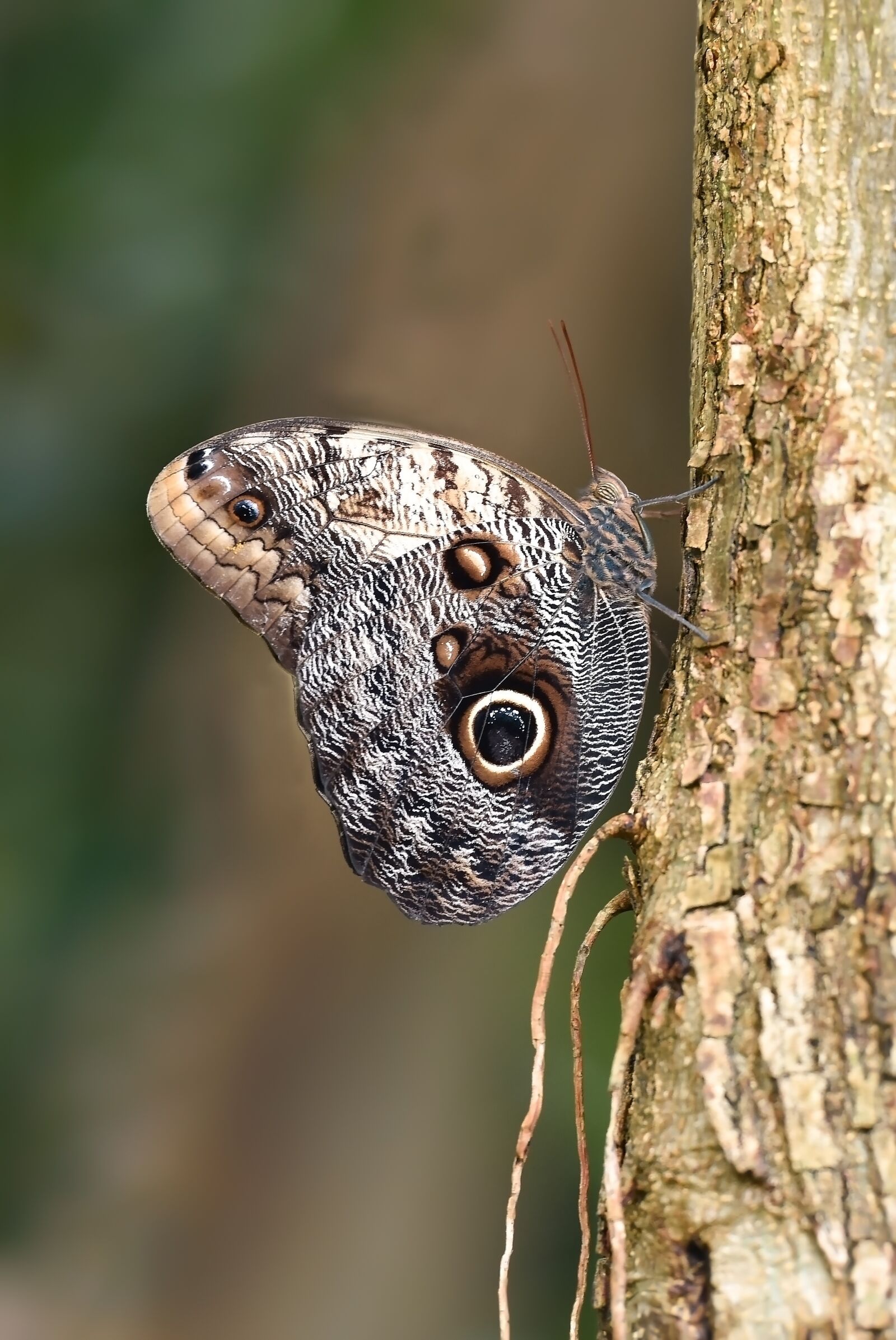 Nikon D810 sample photo. Butterfly, kelebek, macro photography