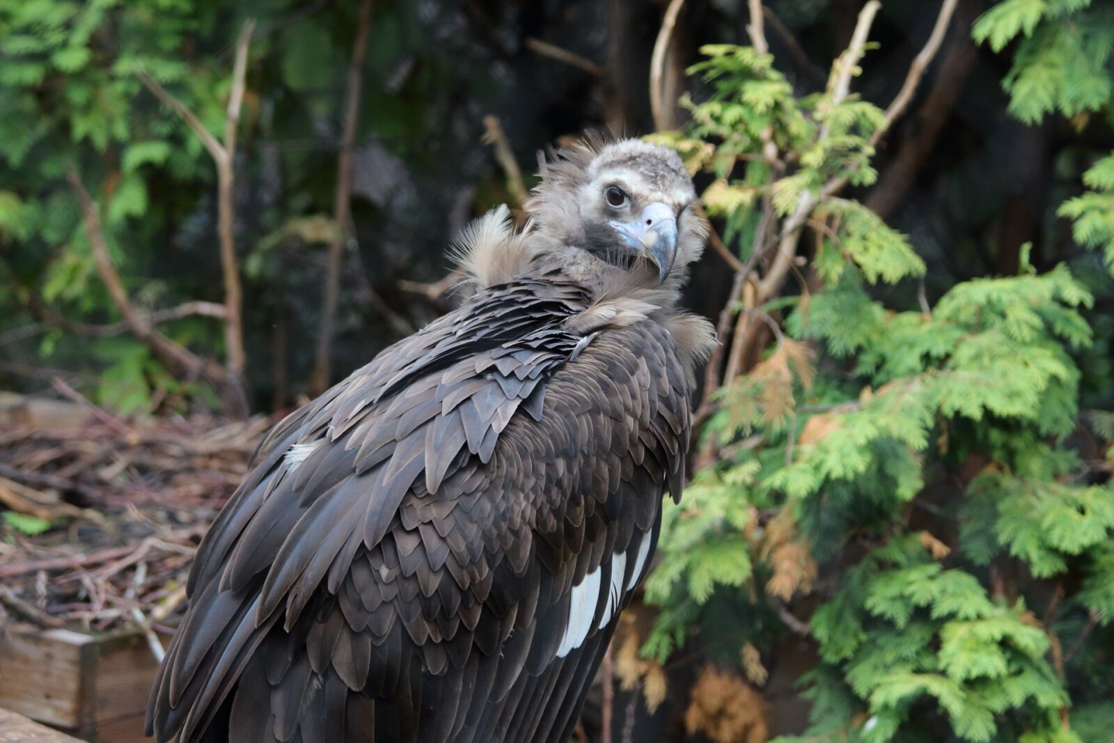 Canon EF 70-300mm F4-5.6 IS USM sample photo. Nature, living nature, bird photography