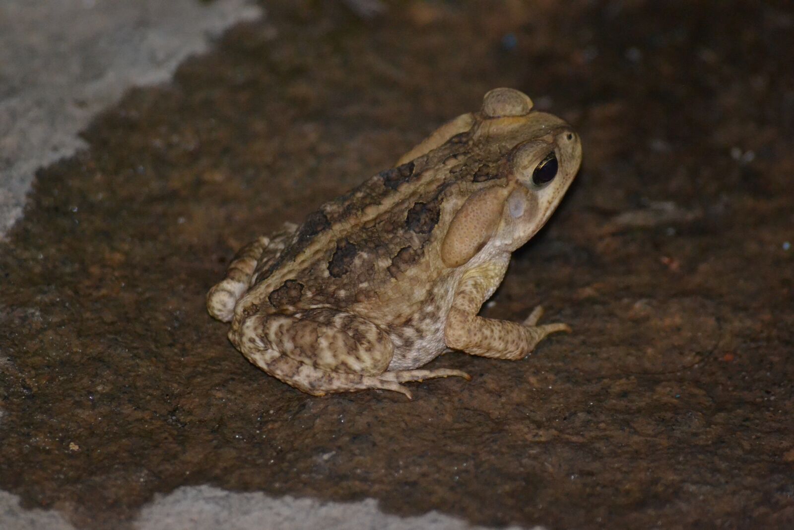 Nikon D3100 sample photo. Animal, brasil, rj photography