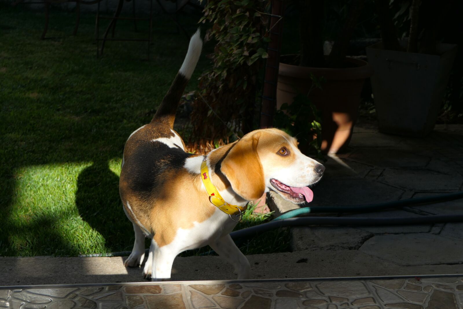Panasonic Lumix DMC-FZ2500 (Lumix DMC-FZ2000) sample photo. Cute, dog, beagle photography