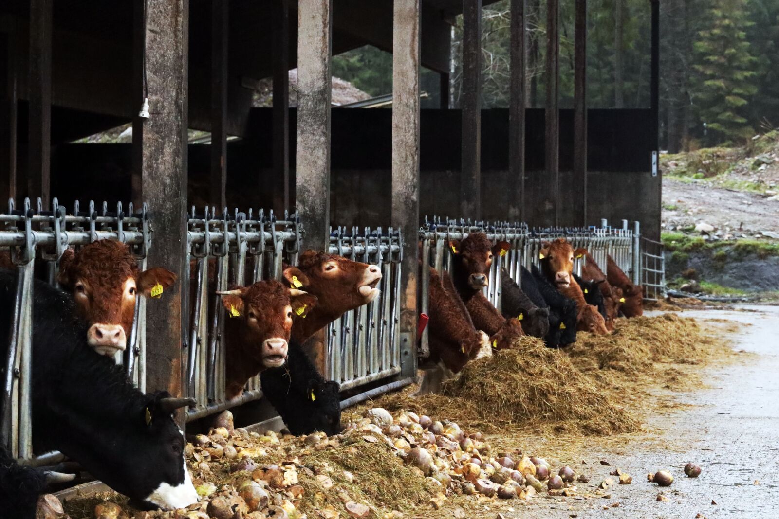 Canon RF 24-240mm F4-6.3 IS USM sample photo. Cattle, cowshed, animal photography