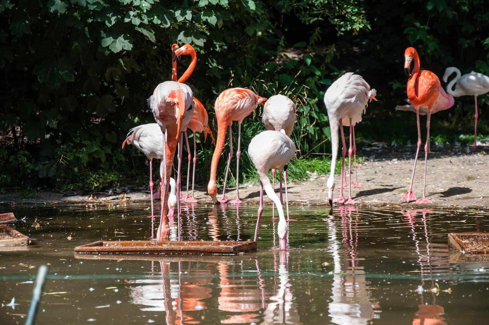 Nikon D5000 sample photo. Nature, waters, flamingo photography