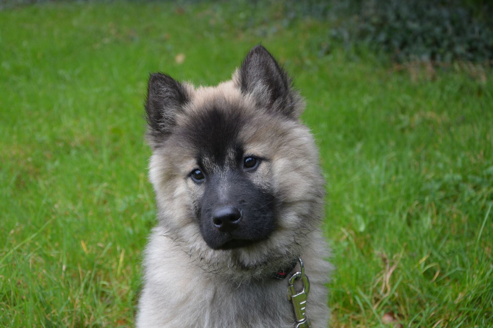 Nikon D5200 sample photo. Bitch, pup, puppy photography