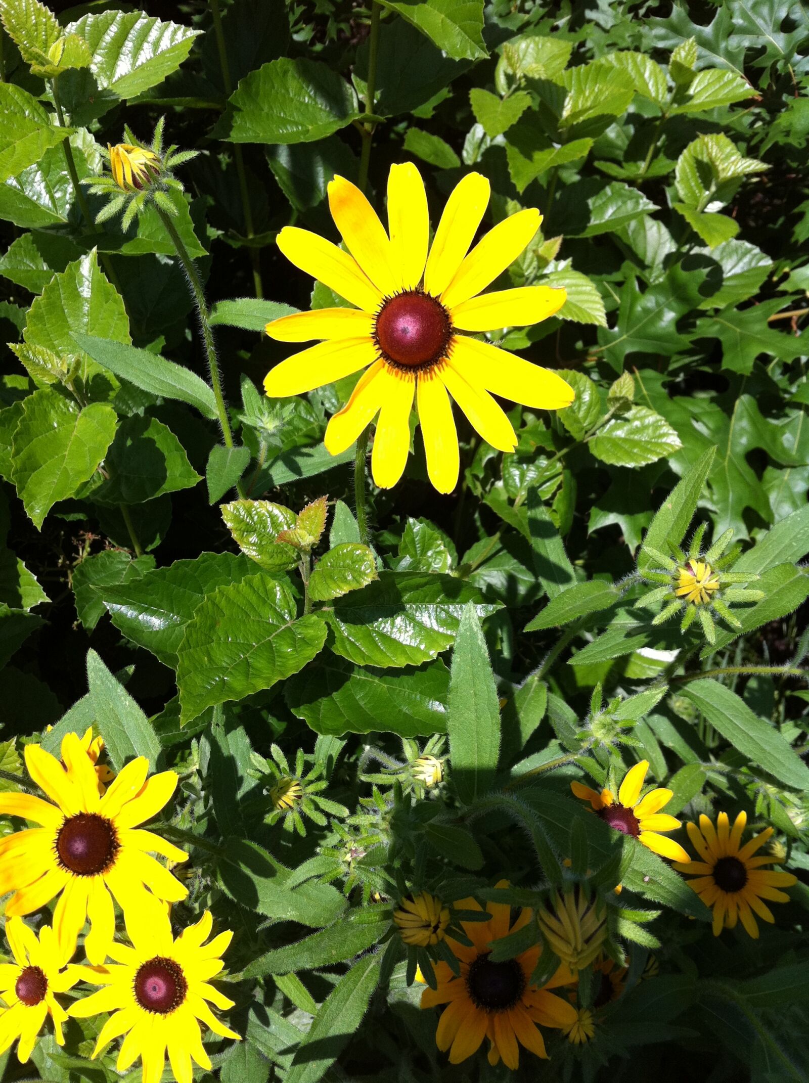 Apple iPhone 4 sample photo
