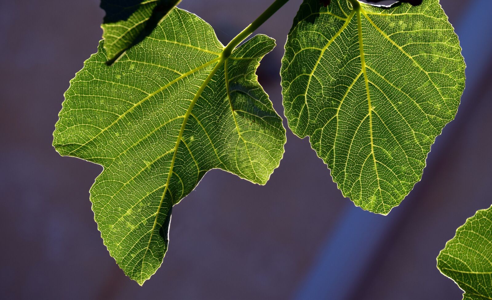 Nikon D3300 sample photo. Fig leaves, leaves, backlighting photography