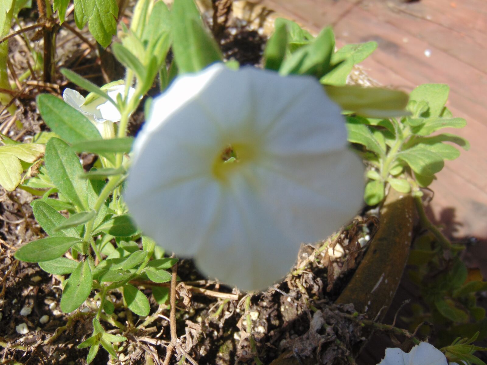 Sony Cyber-shot DSC-H300 sample photo. Nature, flower, love photography