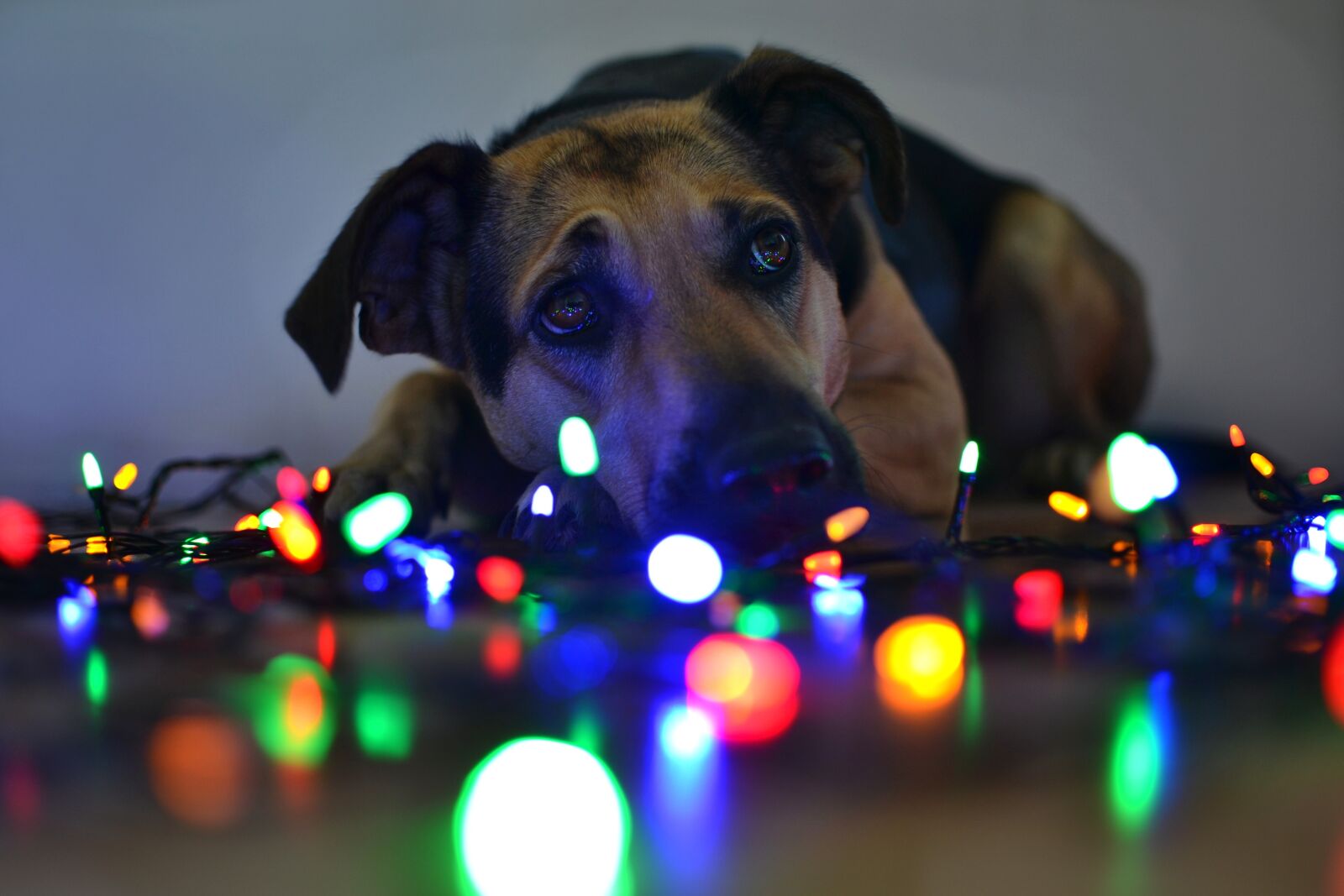 Nikon D3100 sample photo. Christmas, lights, dog photography