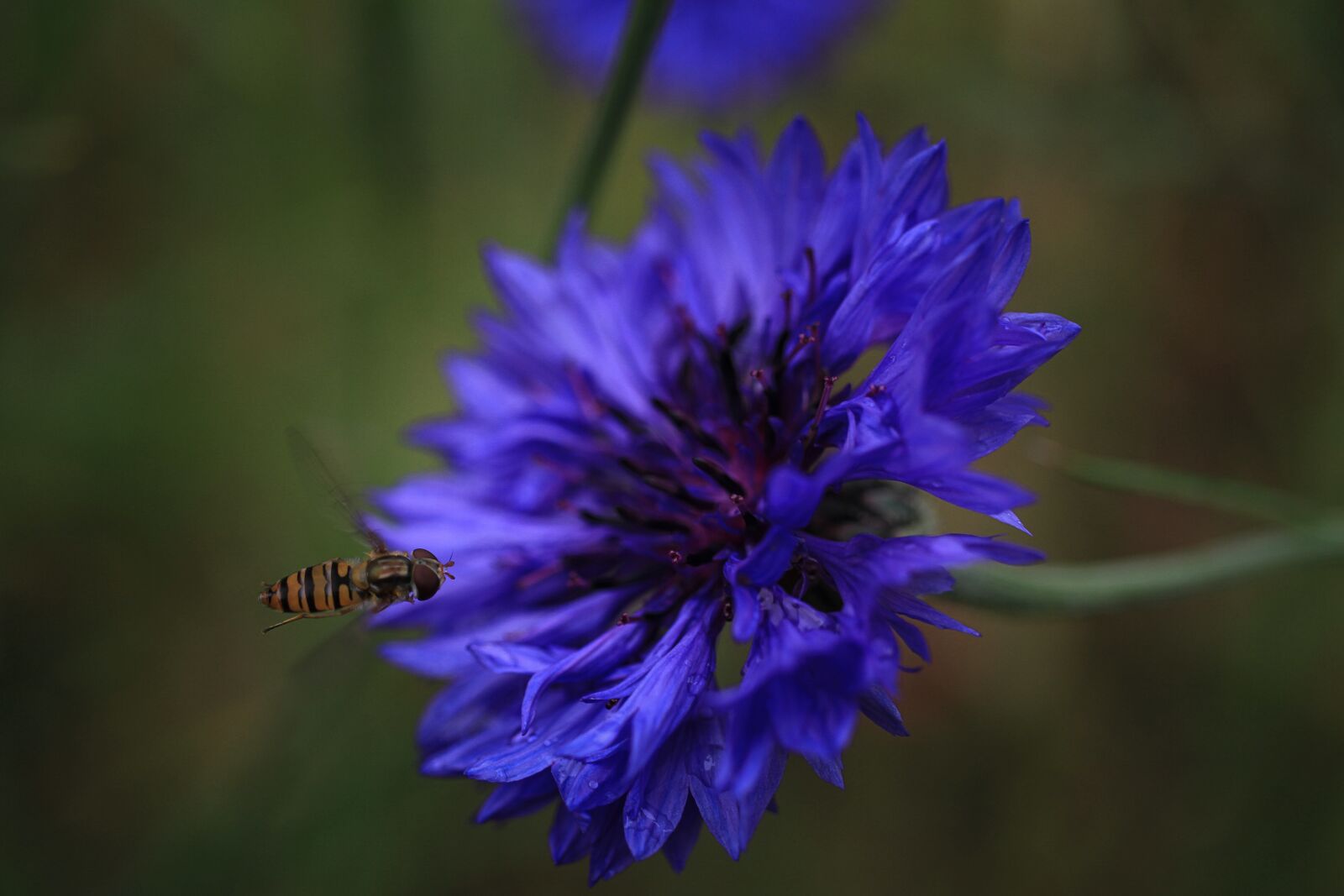 Canon EF-S 35mm F2.8 Macro IS STM sample photo. Cornflower, wasp, insect photography