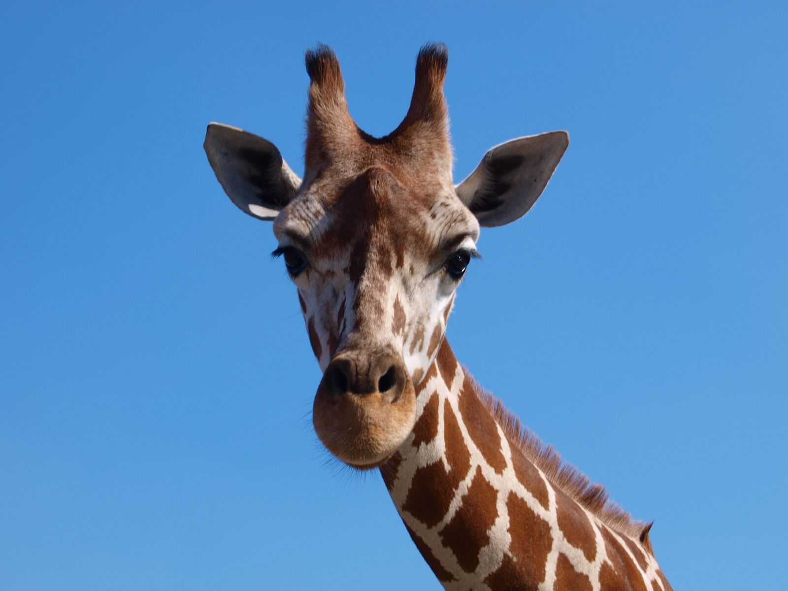 Olympus E-420 (EVOLT E-420) sample photo. Giraffe, africa, south africa photography
