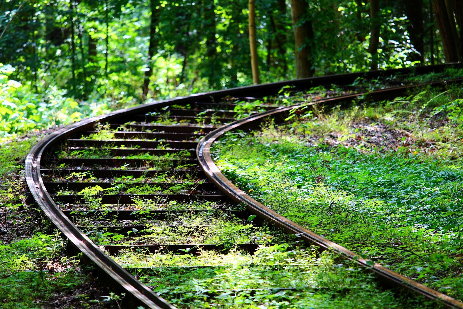 Canon EOS 1200D (EOS Rebel T5 / EOS Kiss X70 / EOS Hi) sample photo. Track, rail, forest photography