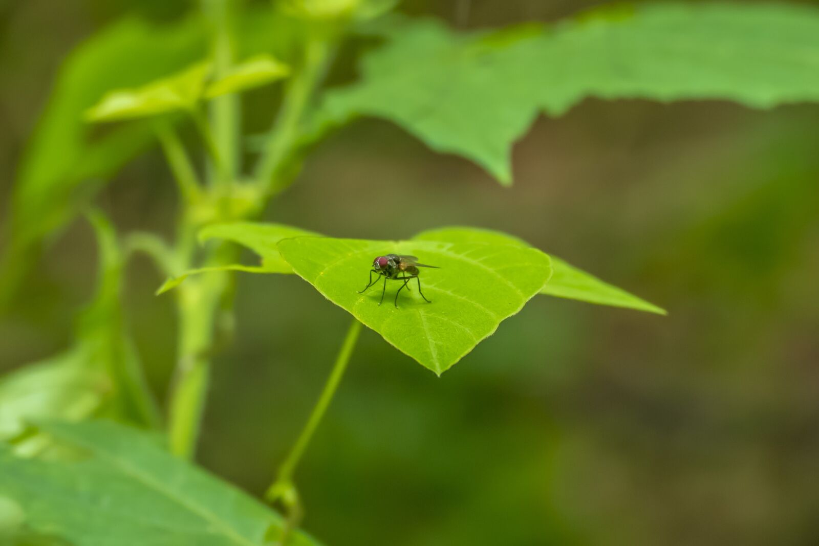 Panasonic Lumix DMC-FZ1000 sample photo. Insect, fly, animal photography