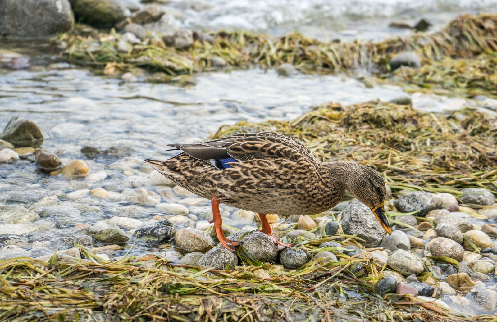 Sony a7R + Sony FE 28-70mm F3.5-5.6 OSS sample photo. Duck, close up, bird photography