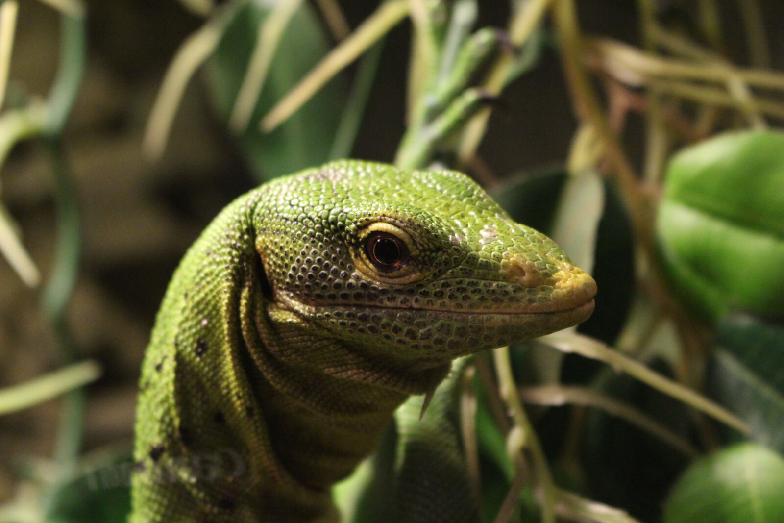 Canon EOS 700D (EOS Rebel T5i / EOS Kiss X7i) sample photo. Lizard, monitor, lizard, montiors photography