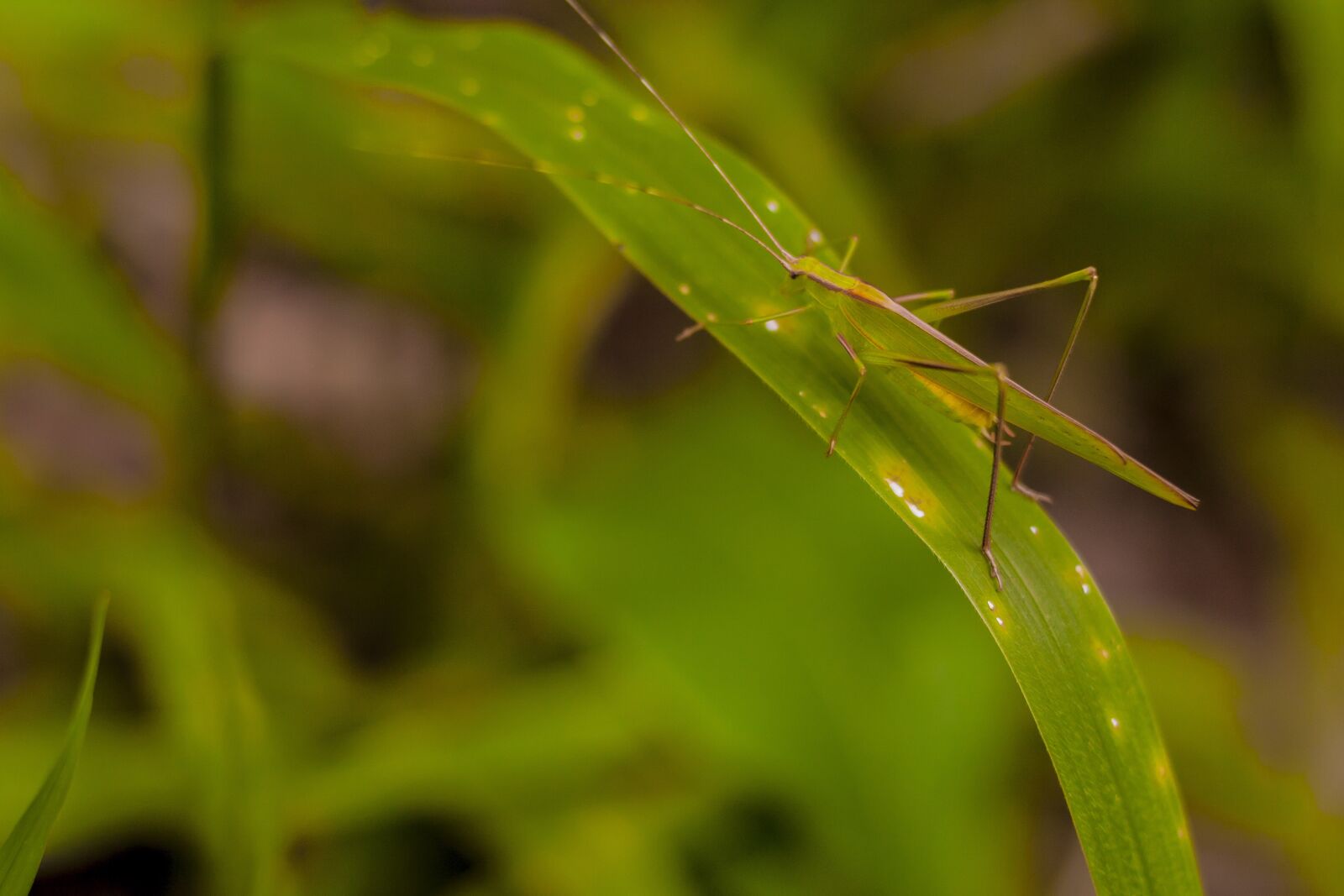Canon EOS 400D (EOS Digital Rebel XTi / EOS Kiss Digital X) sample photo. Grasshopper, grass, insect photography
