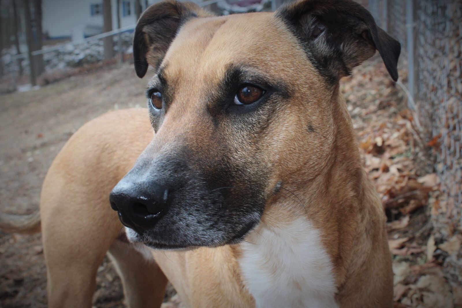 Canon EOS 1200D (EOS Rebel T5 / EOS Kiss X70 / EOS Hi) sample photo. Dog, rescue, dog, browns photography