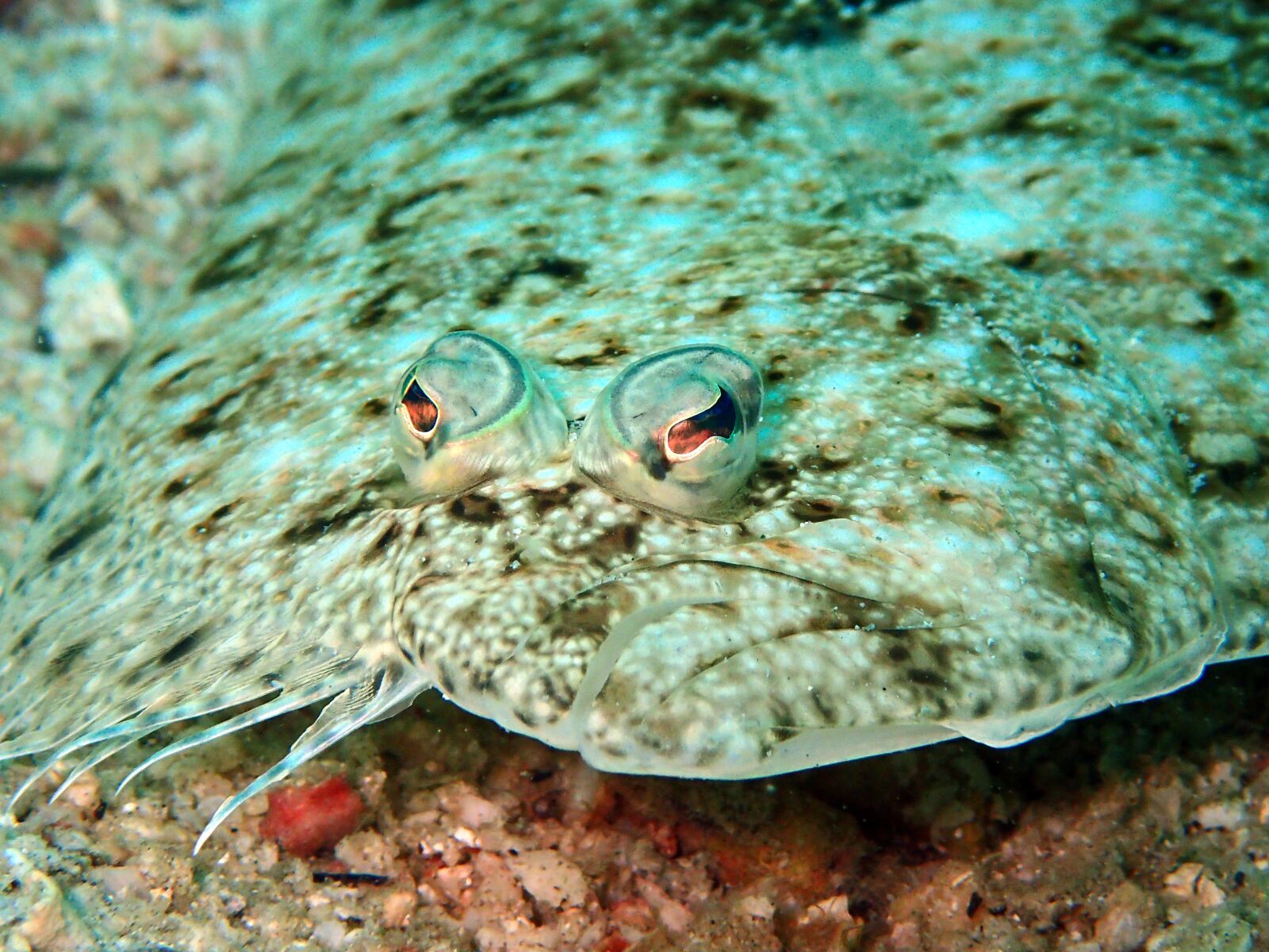 Olympus TG-4 sample photo. Sole, flounder, fish photography