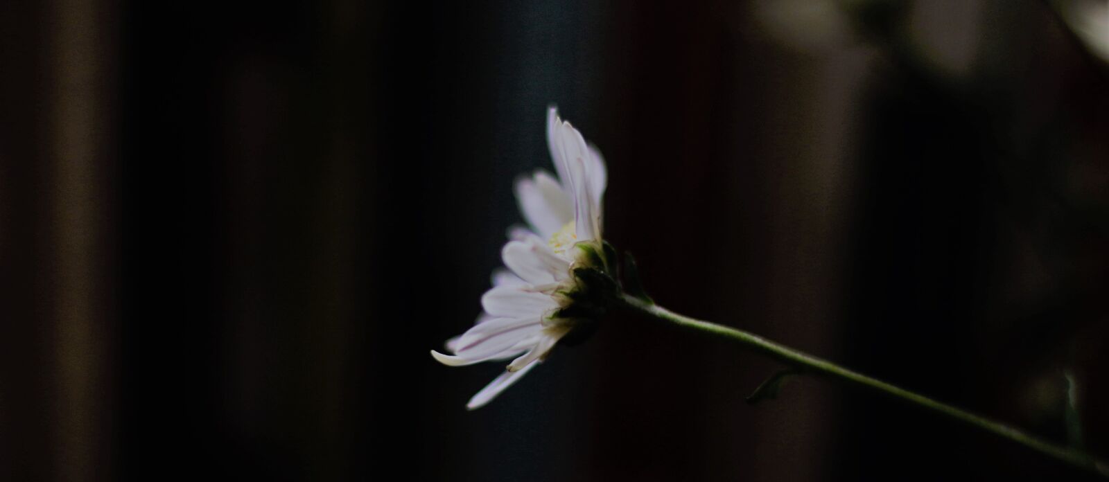 Canon EOS 70D + Canon EF 50mm F1.8 STM sample photo. Vietnam, white, green photography