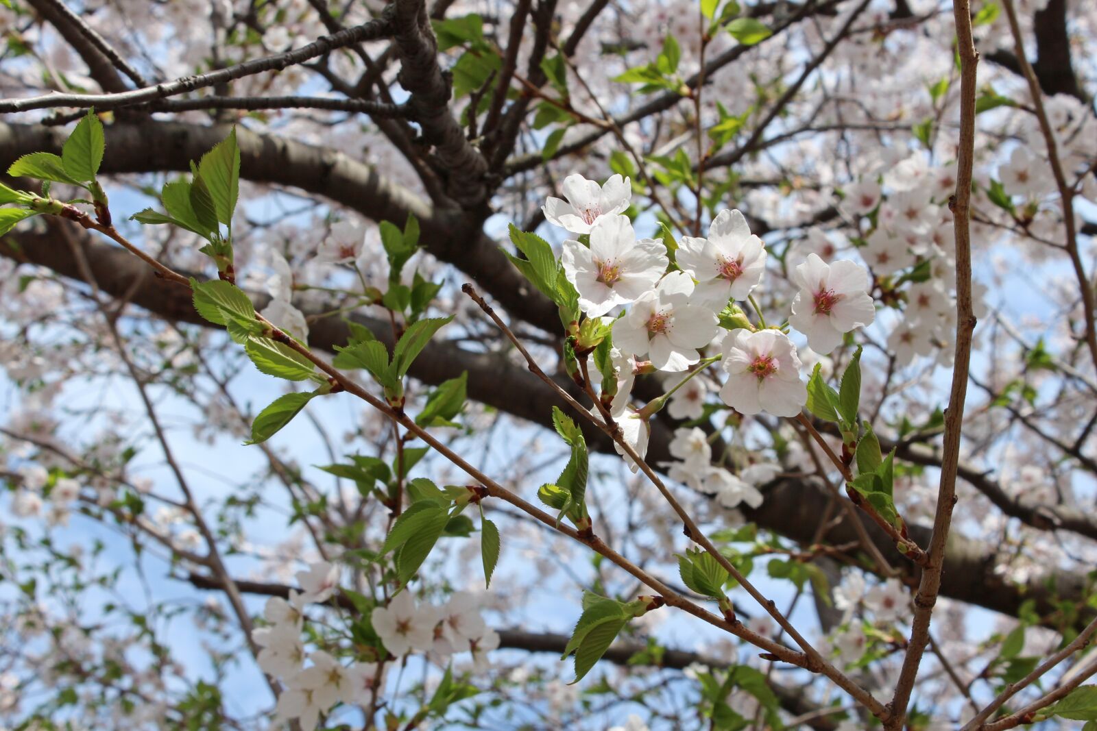 Canon EOS 650D (EOS Rebel T4i / EOS Kiss X6i) sample photo. Cherry blossom, high park photography