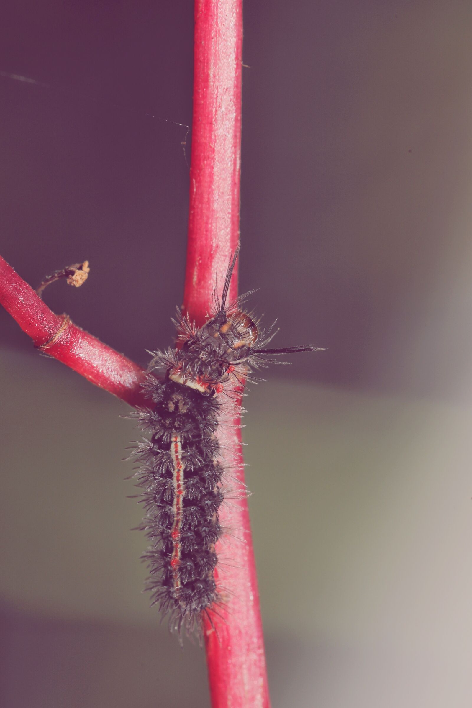 Canon EOS 6D Mark II + Canon EF 100mm F2.8L Macro IS USM sample photo. Bug, insect, macro photography