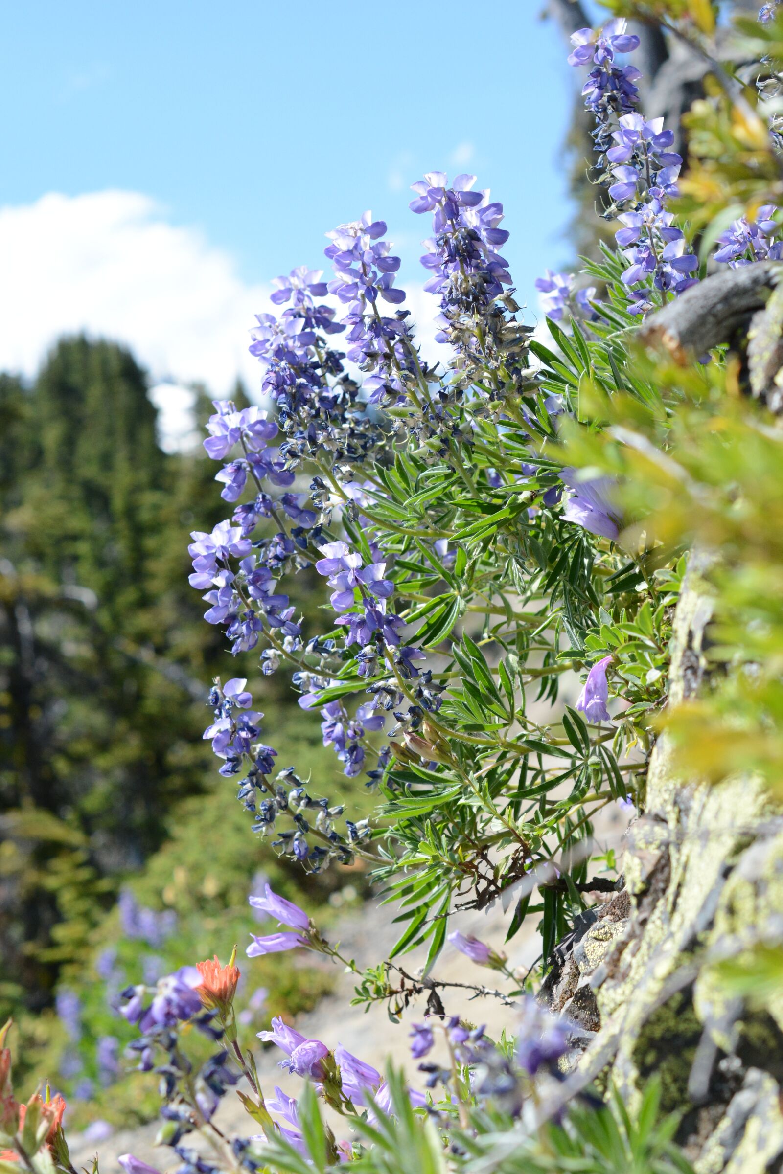 Nikon D7100 sample photo. Lupins, flowers, wildflowers photography