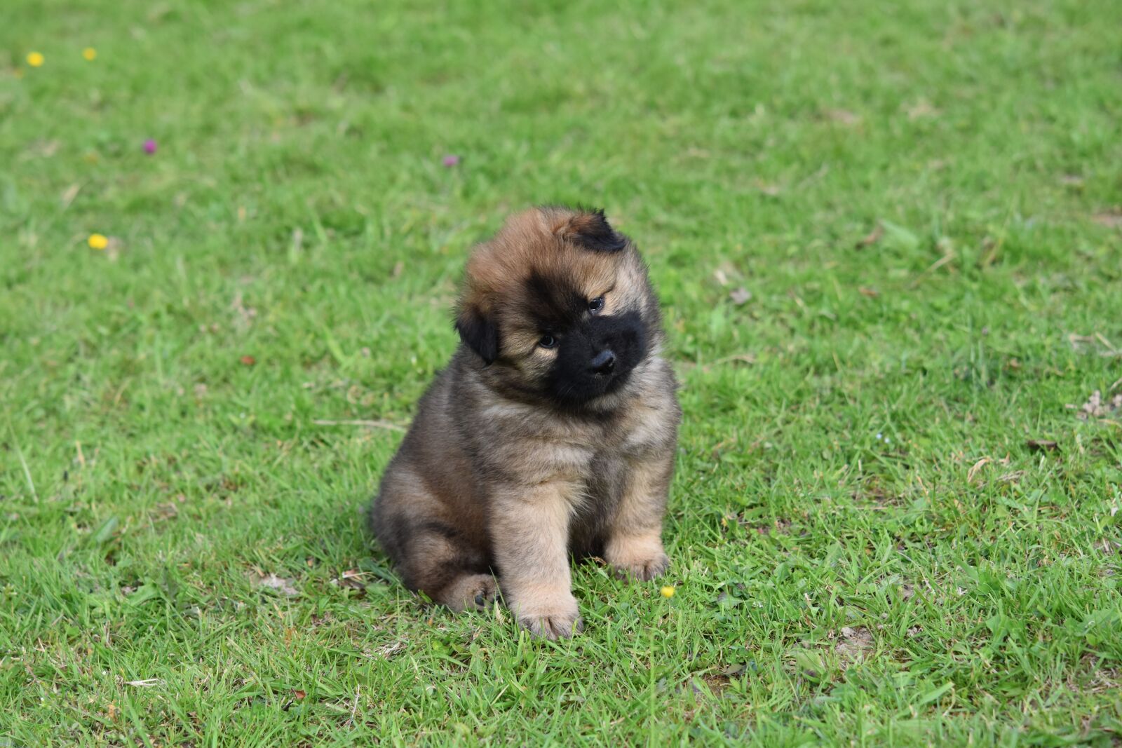 Nikon D5600 sample photo. Dog, puppy, eurasier puppy photography
