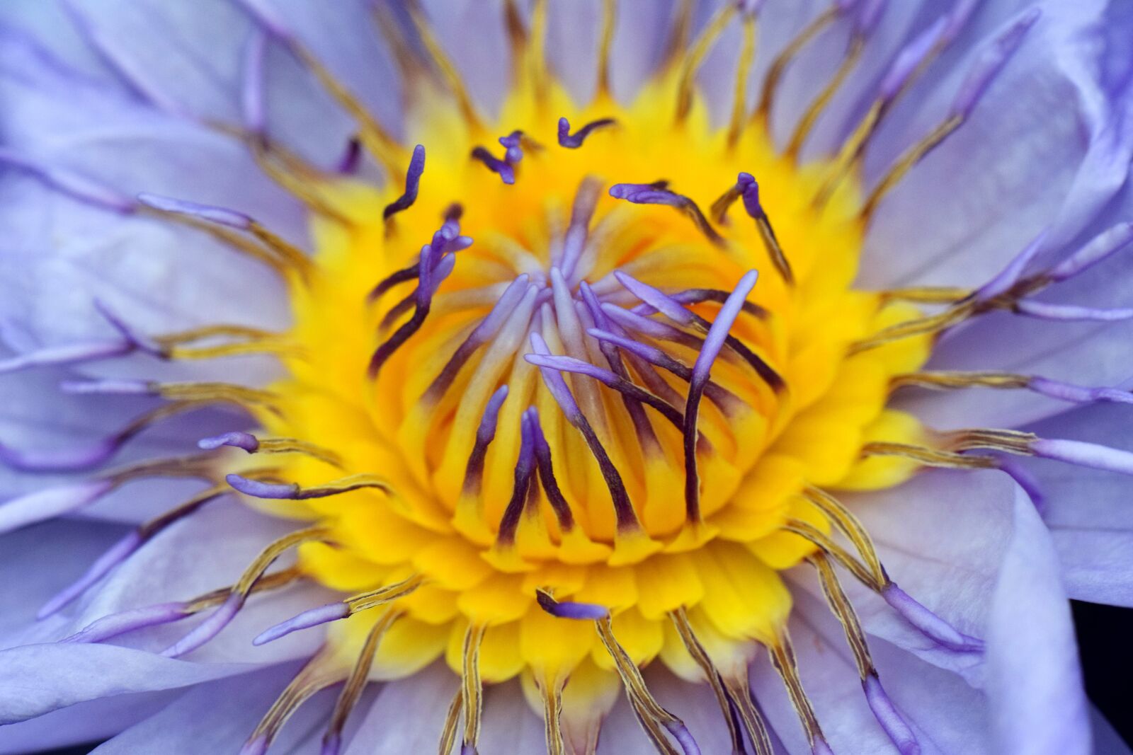Nikon D3300 sample photo. Water lily, flower, aquatic photography