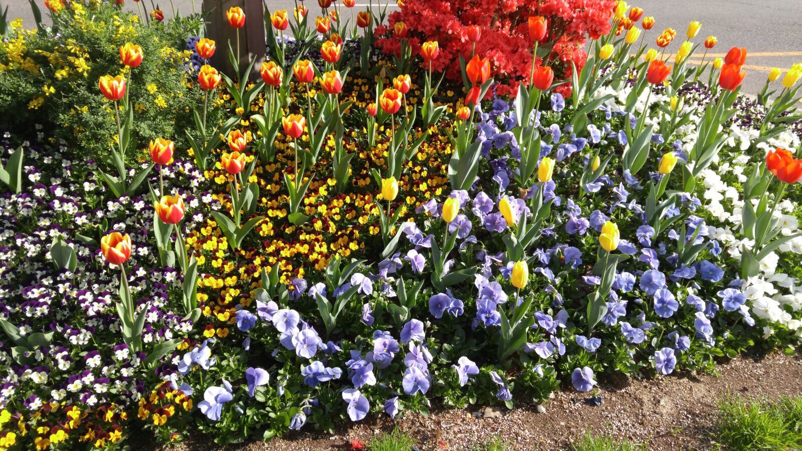 LG G4 sample photo. Flowers, flower gardens, blossom photography