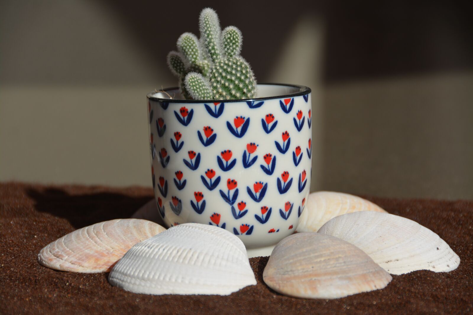 Nikon D7100 sample photo. Cactus, shell, sand photography