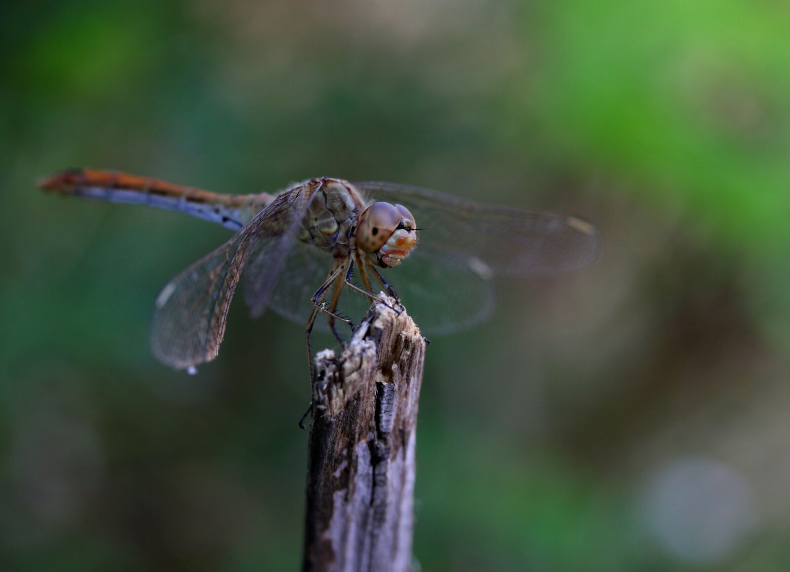 Canon EF-S 60mm F2.8 Macro USM sample photo. Dragonfly, insecta, wings photography