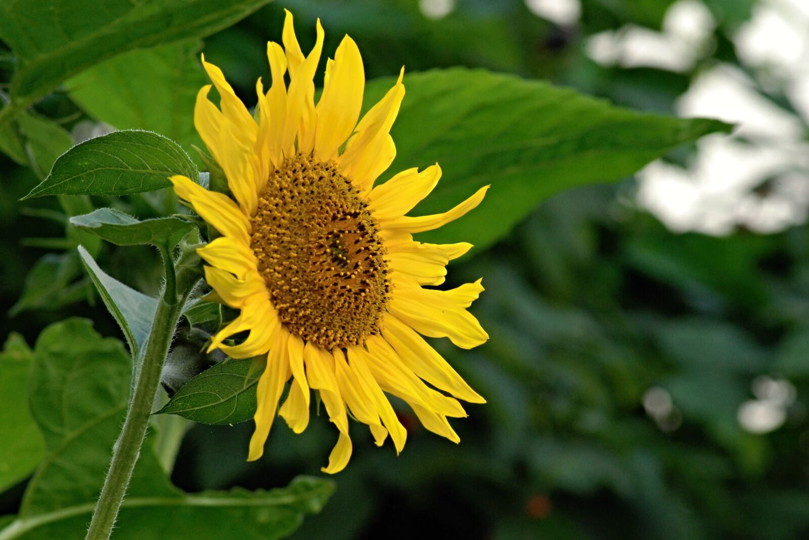 Nikon D80 sample photo. Sunflower, flower, yellow photography