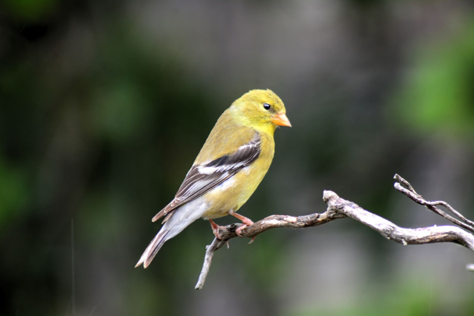 Nikon D7100 sample photo. Female, goldfinch, finch photography