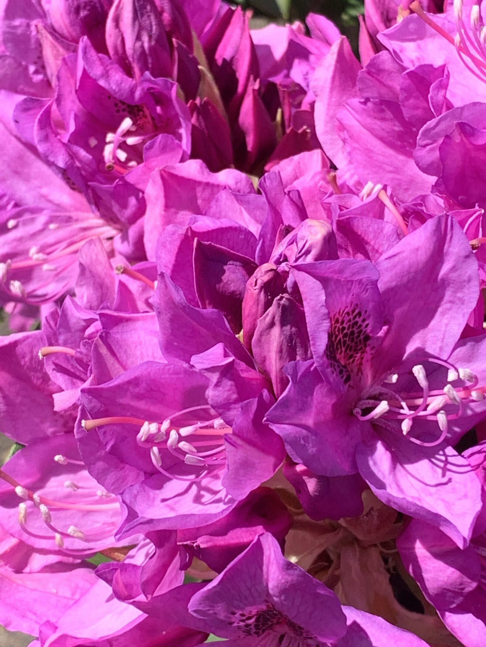 Apple iPhone XS sample photo. Pink, rhododendron, flowers photography