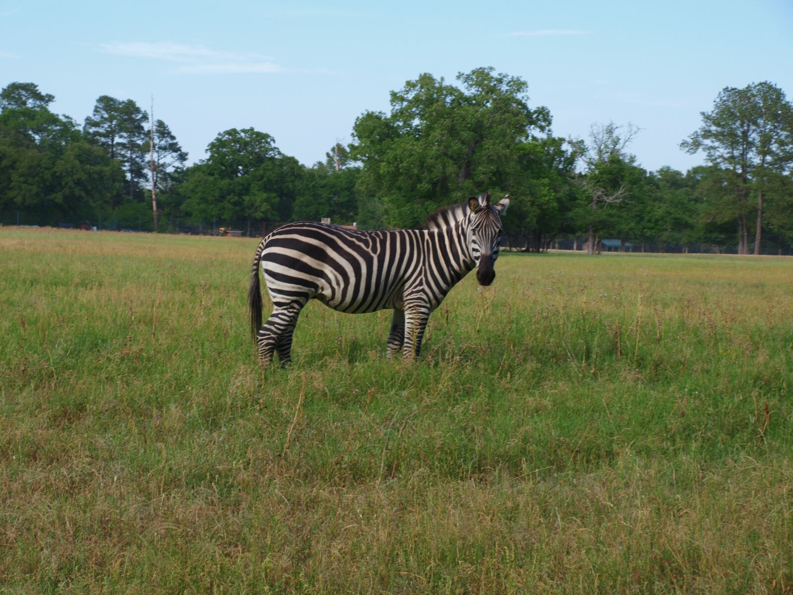 Olympus E-420 (EVOLT E-420) sample photo. Zebra, exotic animal, ranch photography