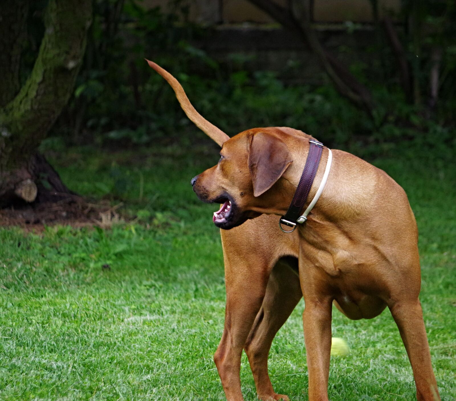 Pentax K-3 sample photo. Dog, ridgeback, rhodesian photography