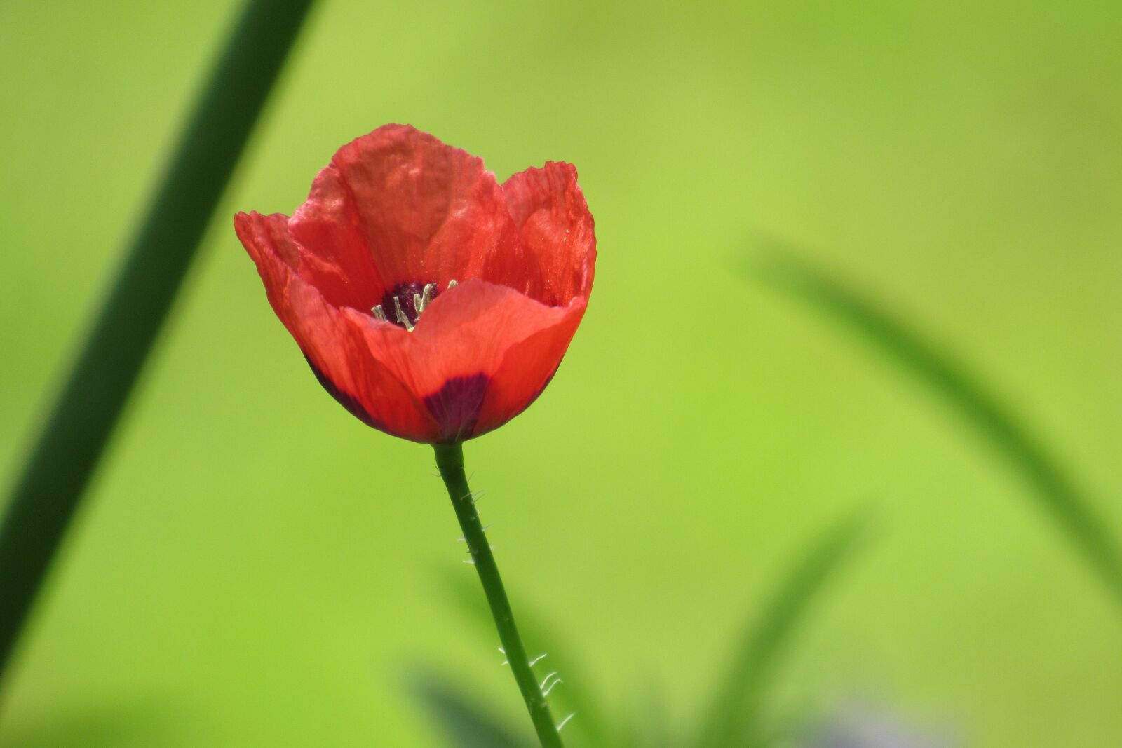 Canon PowerShot SX530 HS sample photo. Flower, nature, spring photography