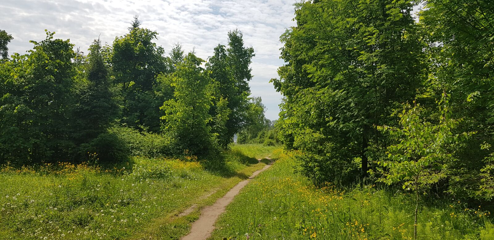 Samsung Galaxy S8+ sample photo. Forest, trees, summer photography