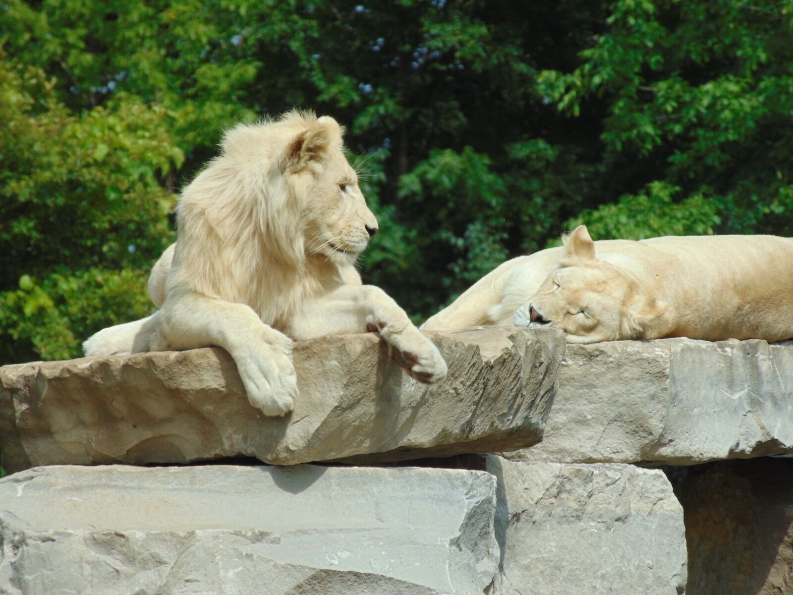 Sony Cyber-shot DSC-H300 sample photo. Lion, wild animal, africa photography