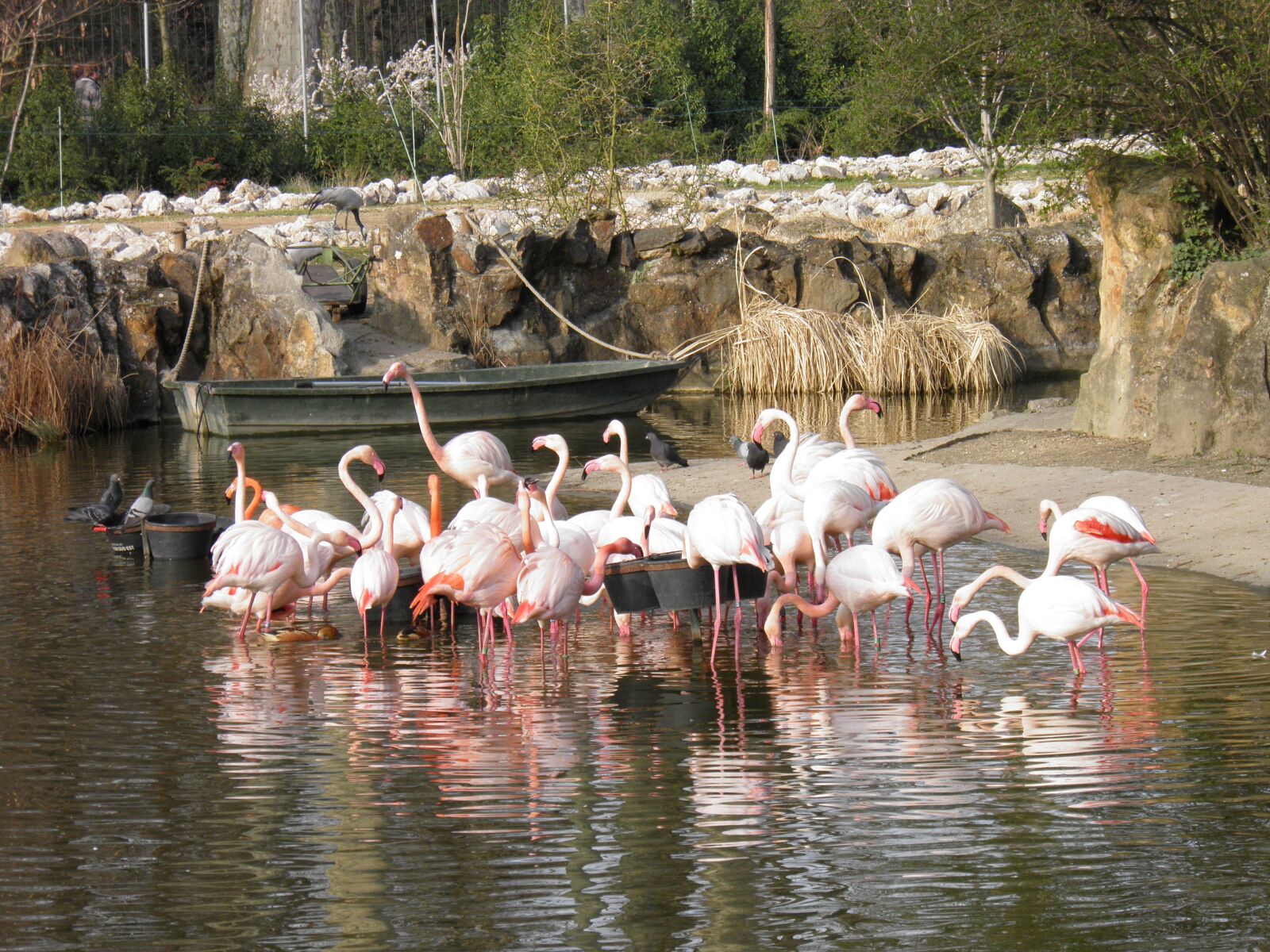 Olympus SP800UZ sample photo. Animals, nature, pink flamingo photography