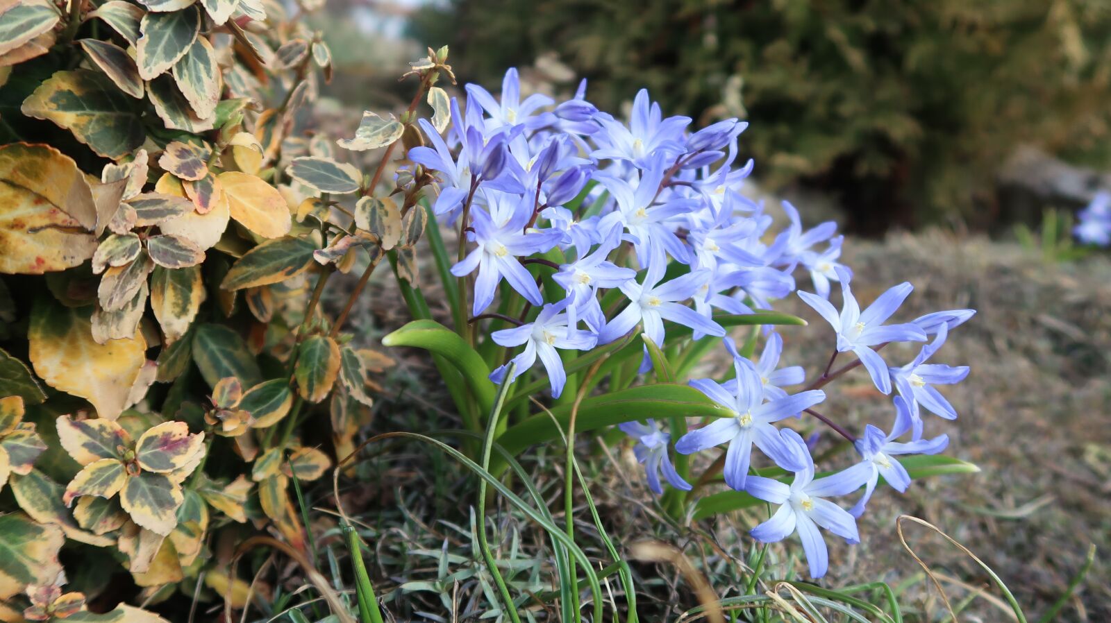 Canon PowerShot G7 X Mark II sample photo. Spring, nature, flowers photography