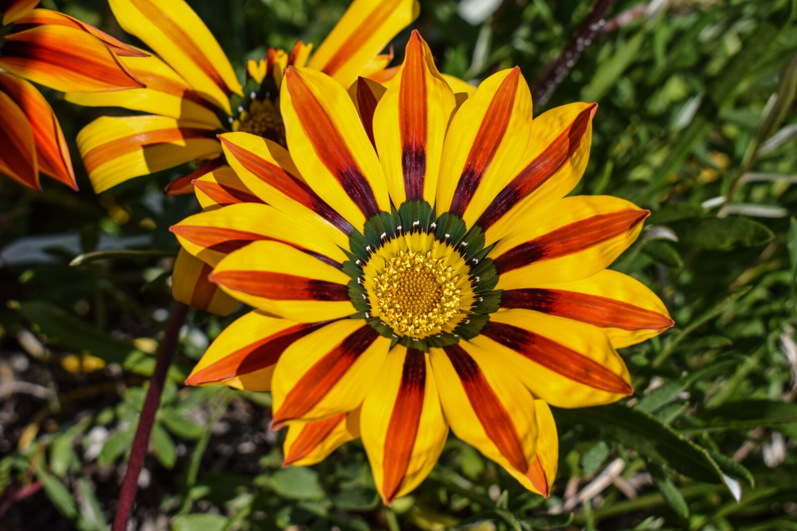 Nikon D3300 sample photo. Gazania, flower, colorful photography