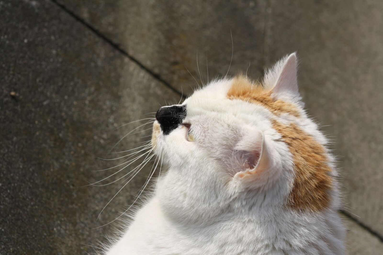 Canon EOS 1000D (EOS Digital Rebel XS / EOS Kiss F) sample photo. Cat, view, close up photography