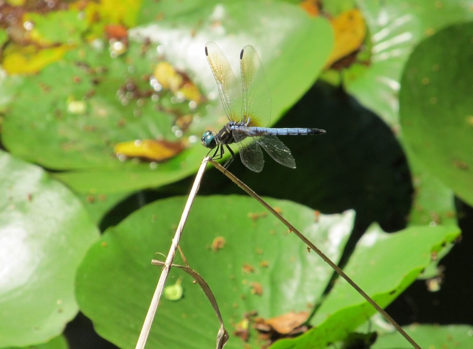 Canon PowerShot SX130 IS sample photo. Dragonfly, blue-eyed darner, insect photography
