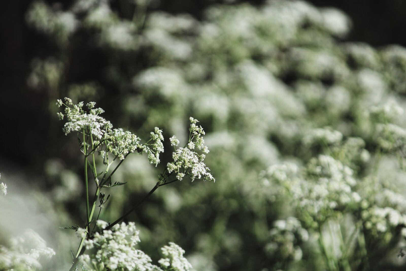 Canon EOS 1200D (EOS Rebel T5 / EOS Kiss X70 / EOS Hi) sample photo. Nature, herb, green photography