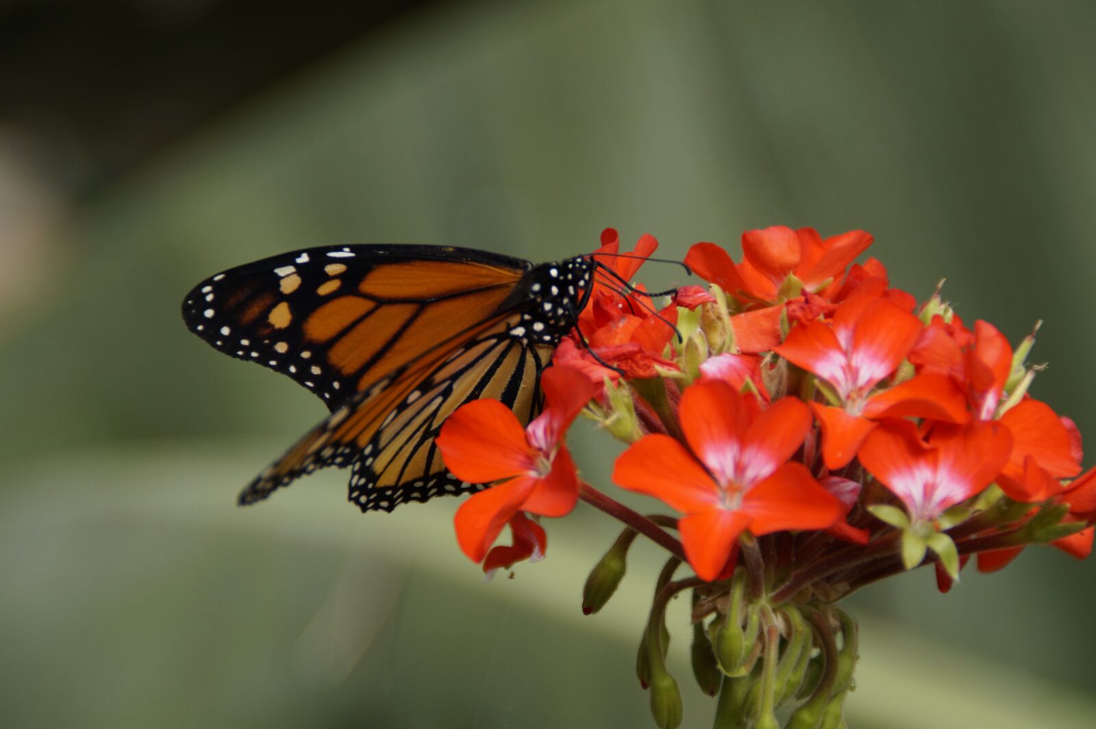 Sony SLT-A58 sample photo. Butterfly, monarch butterfly, edelfalter photography